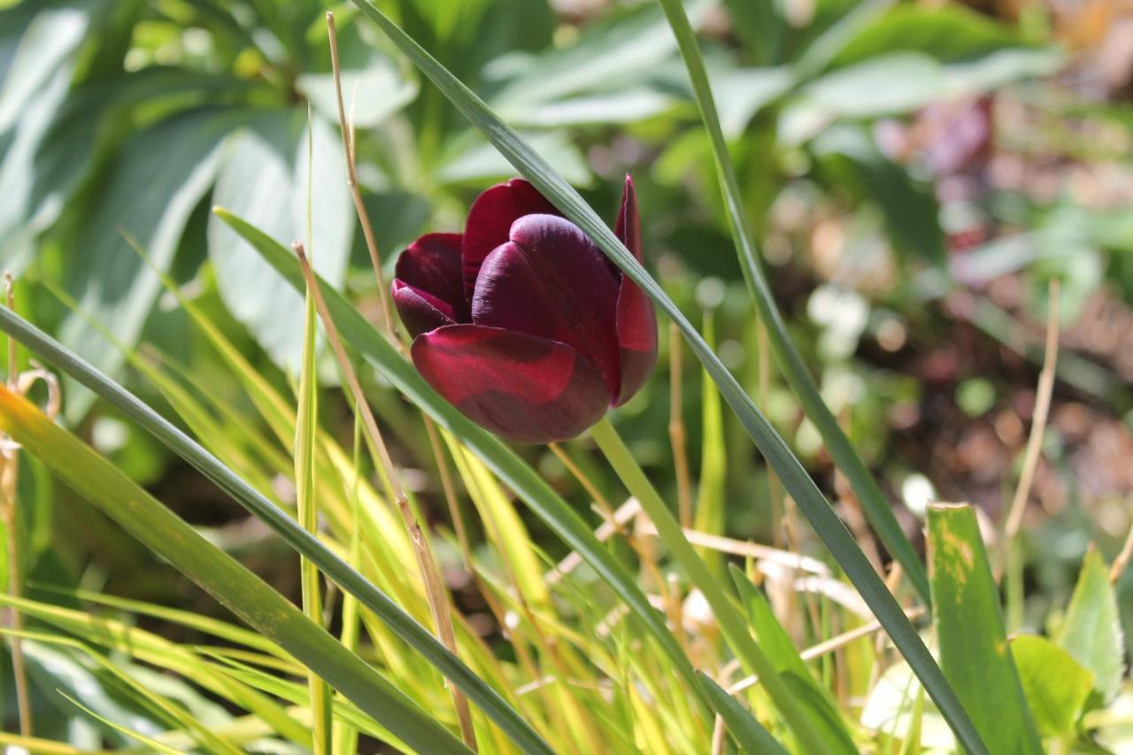 Maison Mille Fleurs Sankt Julian Bagian luar foto