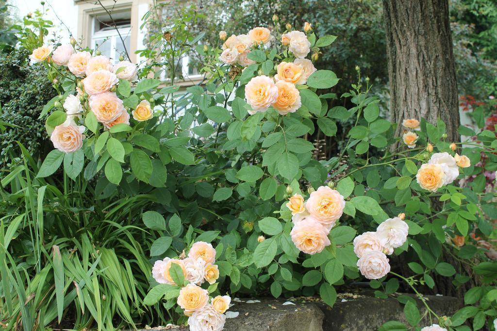 Maison Mille Fleurs Sankt Julian Bagian luar foto